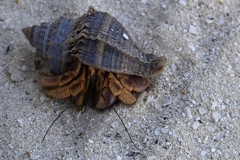 A hermit crab out of the water